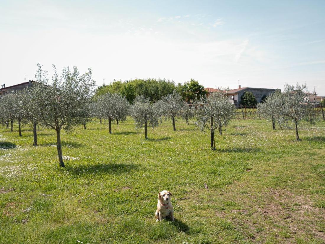 Villa Bongiovanni San Bonifacio Esterno foto